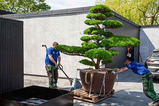 Beplantning af buske og træer