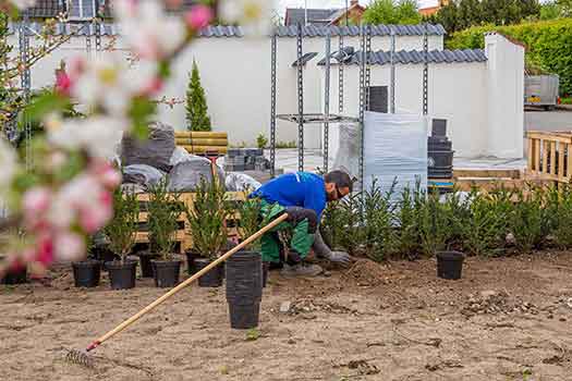 Plantning af hæk