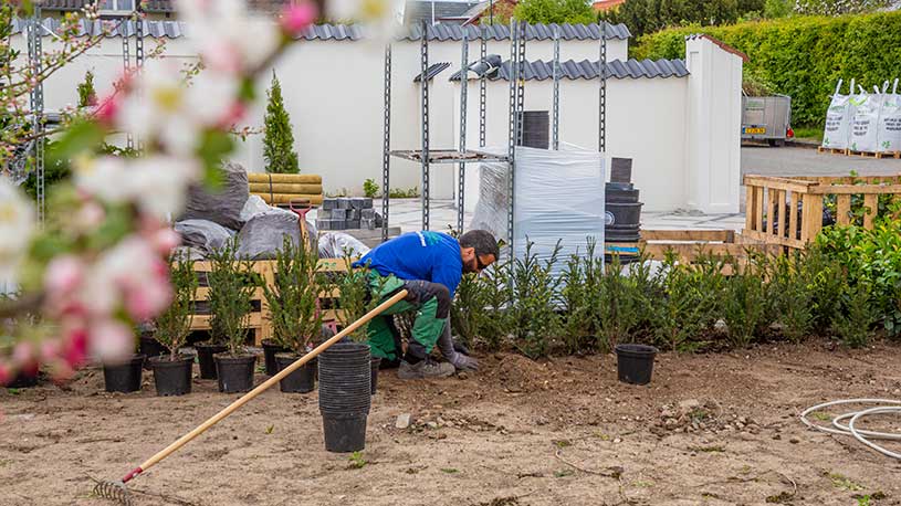 Plantning af hæk hos Den Unge Gartner